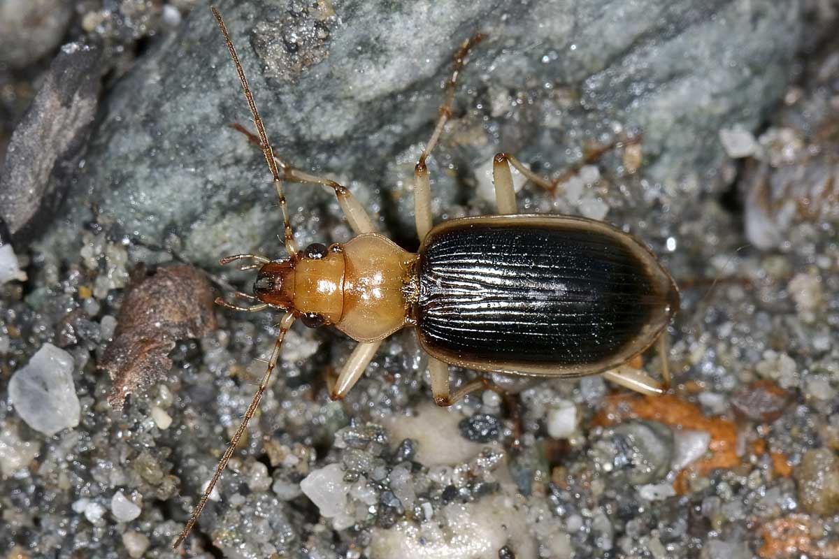 Nebria psammodes  (Carabidae) -  Avigliana (TO)